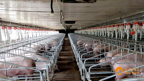 what is the gestation crates pros