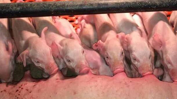 Benefits of farrowing crate