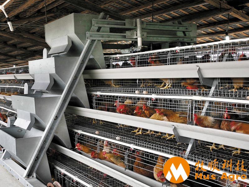 china chicken cage for sale