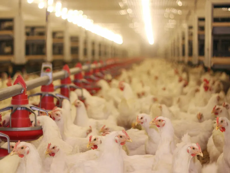 Poultry farming equipment
