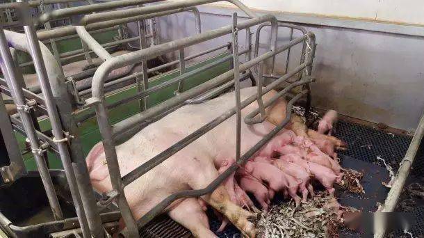 Types of farrowing crates