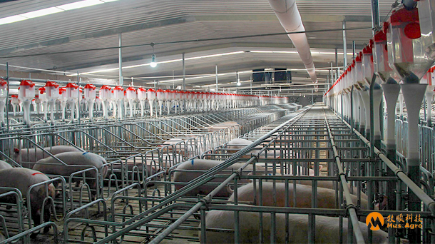 breeding sow farm production procedure design 