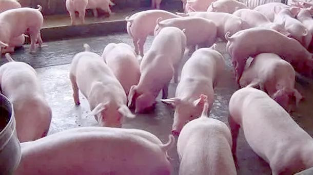 raising finishing pigs