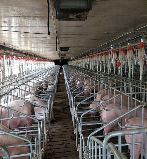 feeding equipment in pig farms