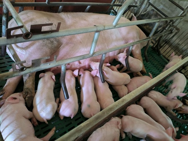 pig toxins production
