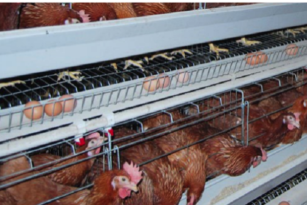 poultry layer farm